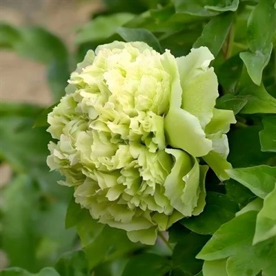 Zaļā peonija